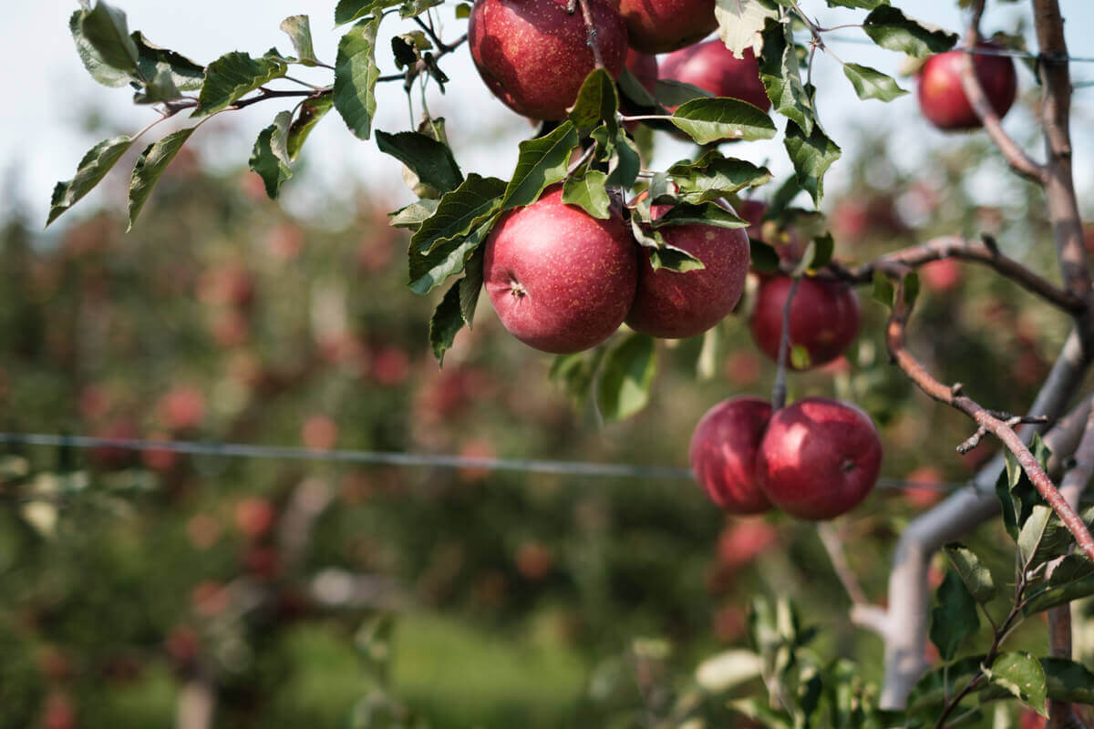 Apple (fruit only) pictures from your backyard orchards, please - #656 by  mamuang - Pictures! - Growing Fruit