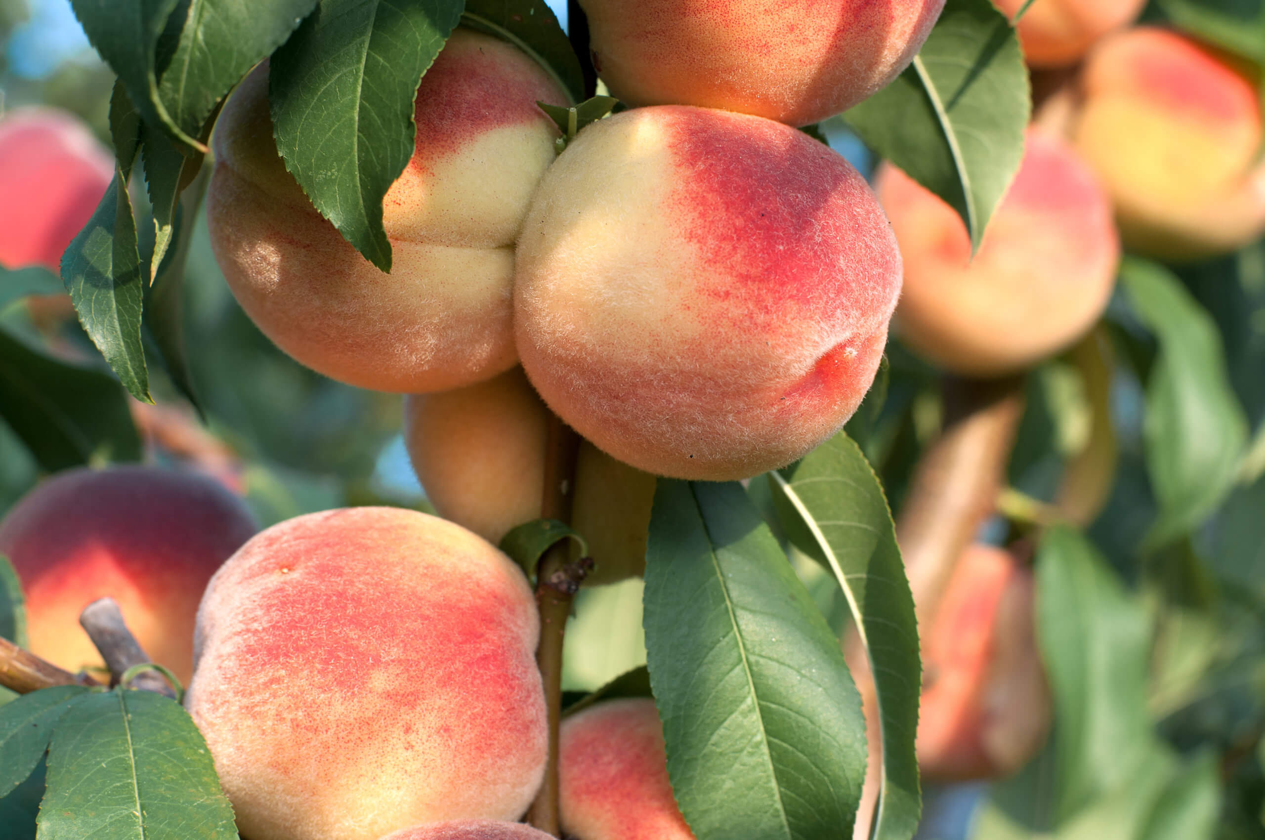 It’s peach season! Here’s all you need to know about the quintessential